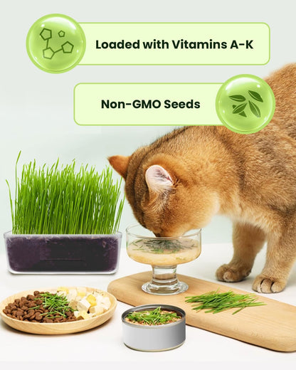 Cat Grass for Indoor Cats. Chosen for real quality, fits naturally into modern pet homes.