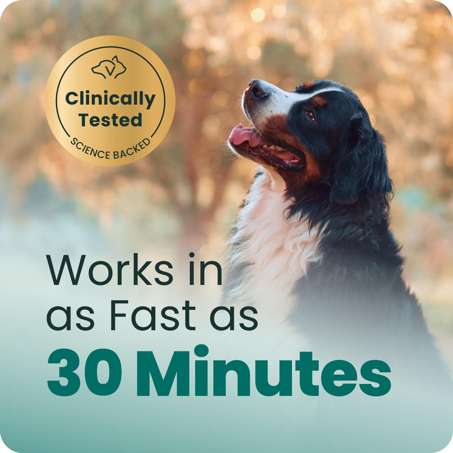 VetriScience Calm & Confident Chews. Chosen for real quality, fits naturally into modern pet homes.
