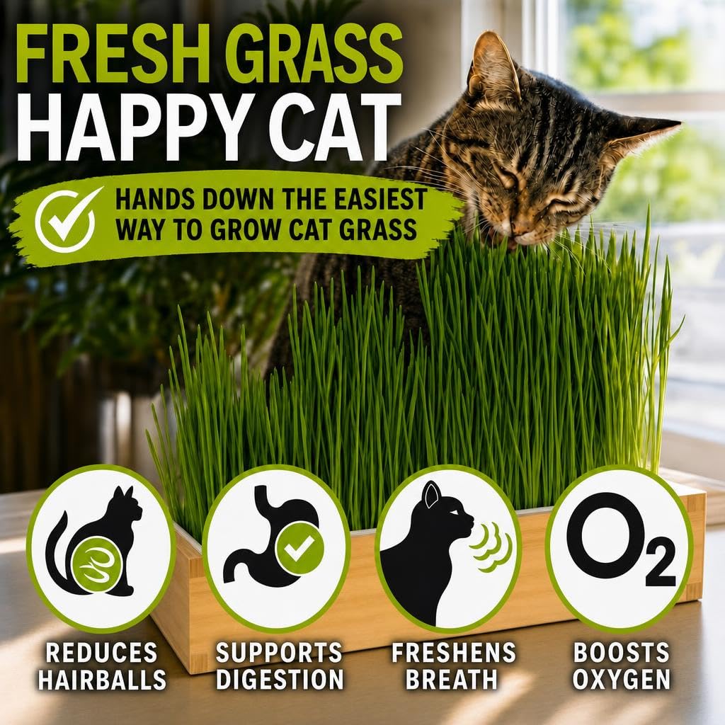 Cat Grass for Indoor Cats. Chosen for real quality, fits naturally into modern pet homes.