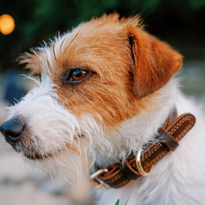 Leather Dog Collar Genuine Brown for Medium Dogs（M:1". Chosen for real quality, fits naturally into