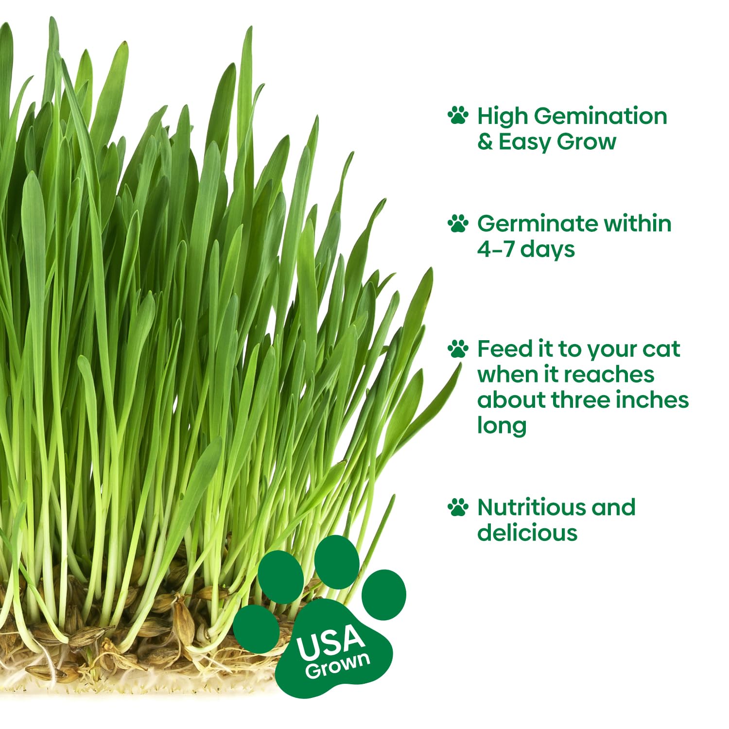 Groundio Cat Grass Kit for Indoor Cats. Chosen for real quality, fits naturally into modern pet
