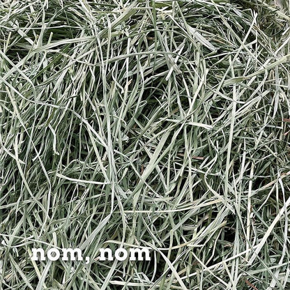Bunny Honey Orchard Grass Hay for Guinea Pigs, Rabbits, Hamsters & Small Pets Fresh, High-Fiber, Supports Digestive Health & Dental Care, Non-Blended & Fresh Cut