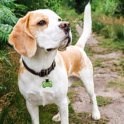 Brayhoo Dog Tags Personalized for Pets — Custom Deeply. Chosen for real quality, fits naturally