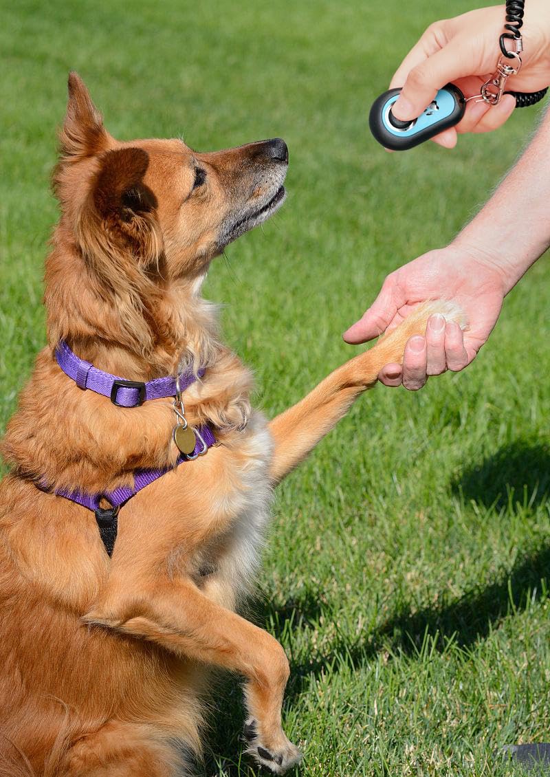HoAoOo Pet Training Clicker with Strap for. Chosen for real quality, fits naturally into modern pet