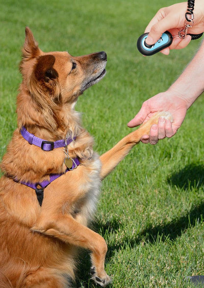 HoAoOo Pet Training Clicker with Strap for. Chosen for real quality, fits naturally into modern pet