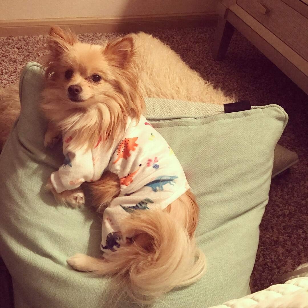 CuteBone Dog Halloween Pajamas Puppy Onesies Small Dogs Soft Pjs Coat Cat Apparel Comfy Pet Christmas Clothes Outfit Doggie Bodysuit P01XXL