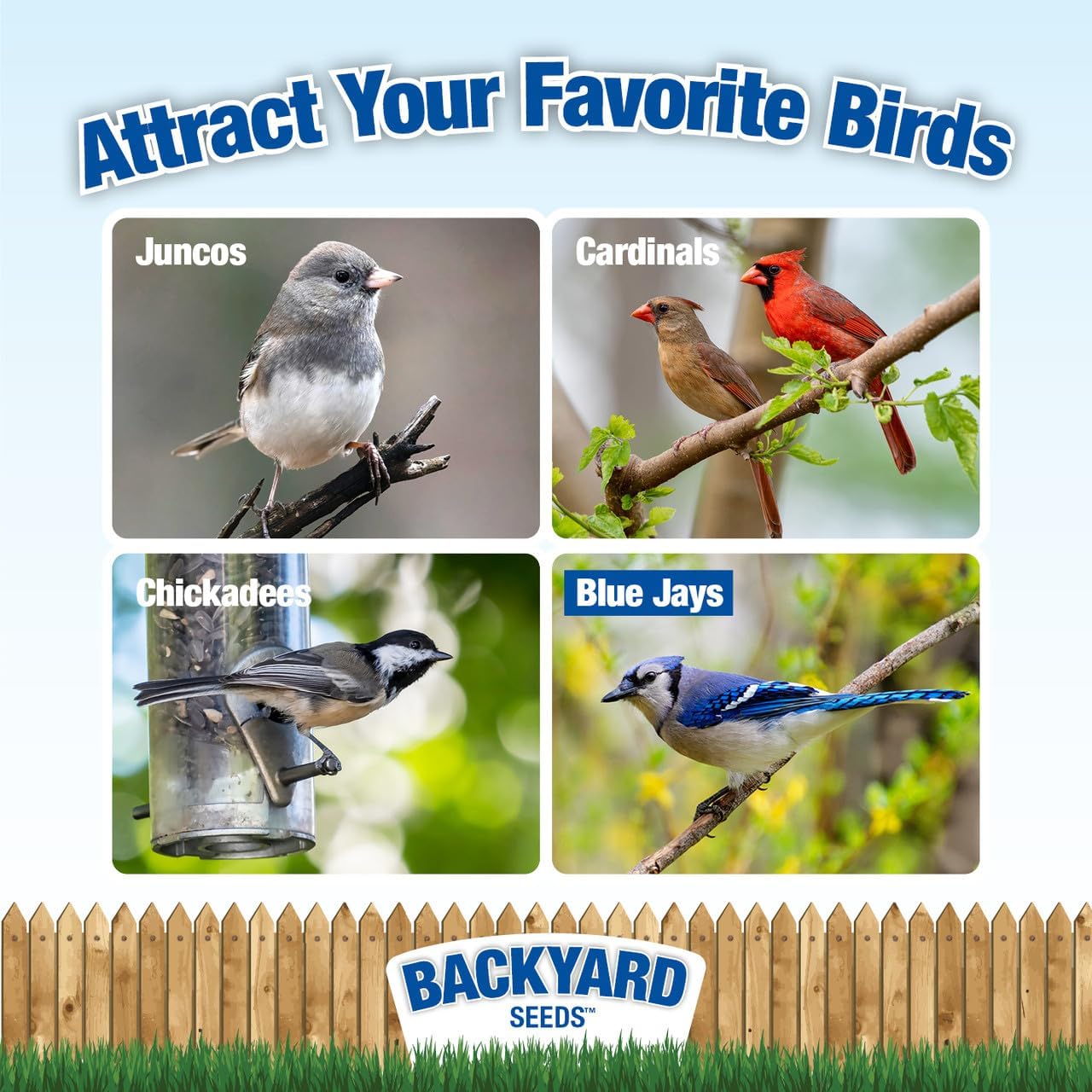 CountryMax Backyard Seeds Black Oil Sunflower (25 Pounds)