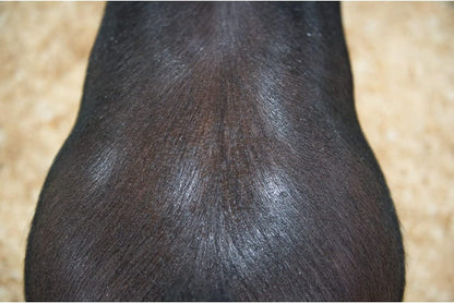 Weaver Leather Swine Conditioner and Shine