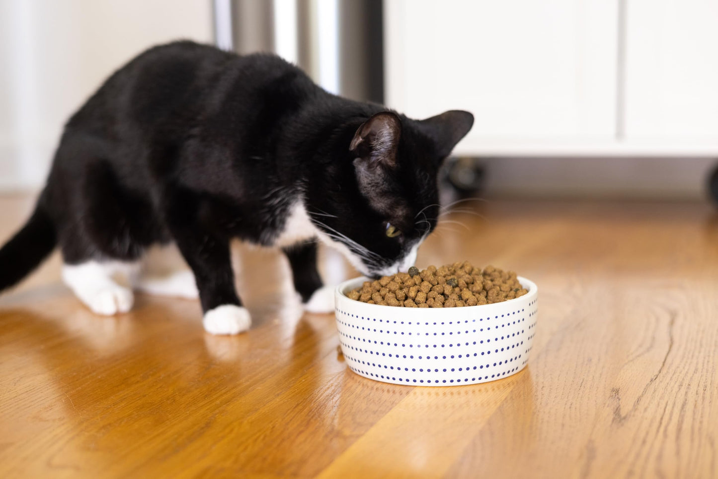 Pearhead Ceramic Cat Bowl. Chosen for real quality, fits naturally into modern pet homes.