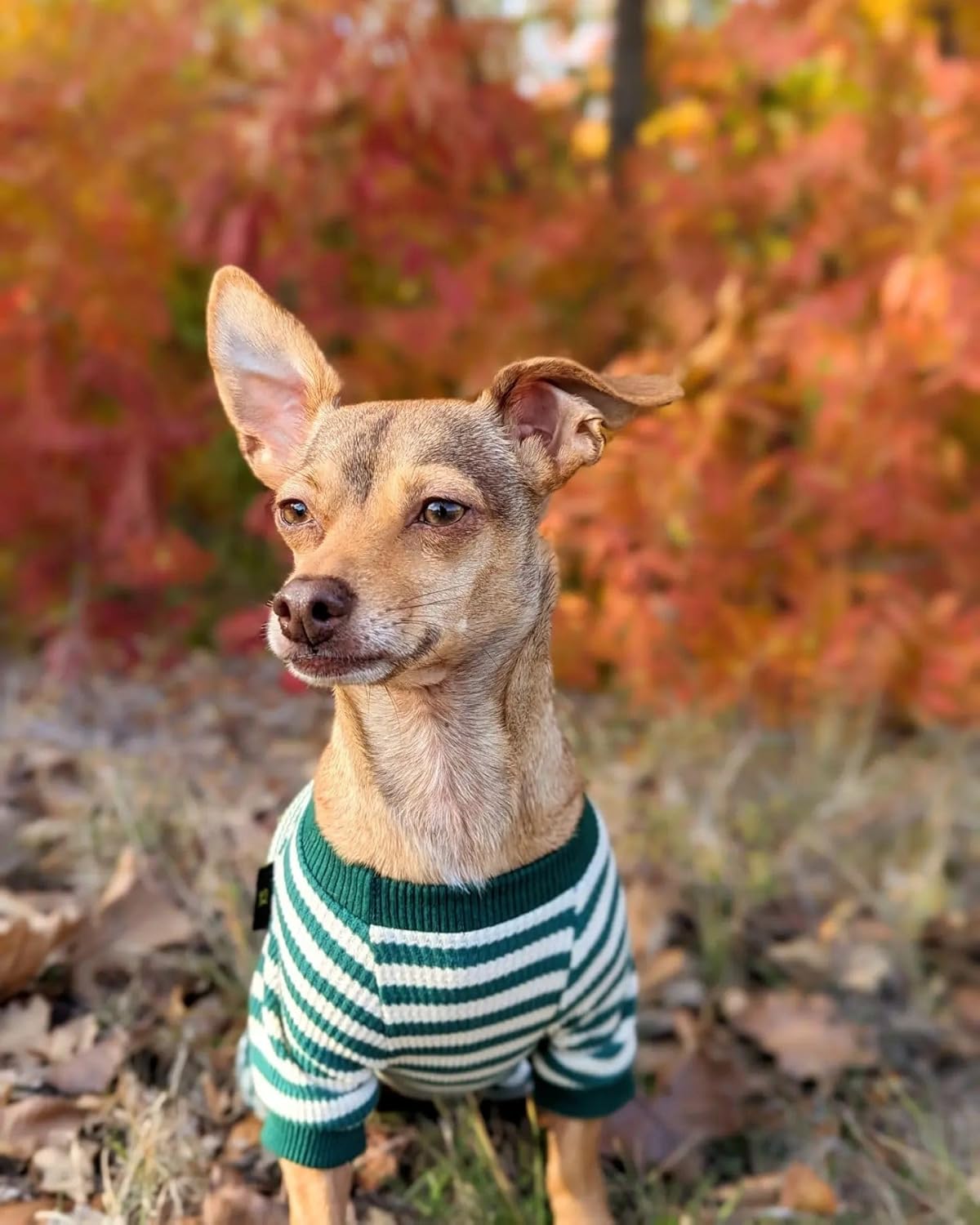 Fitwarm Green and White Striped Dog Pajamas, Waffle Dog Clothes for Small Dogs Girl Boy, Puppy Onesie with Feet, Pet Cat Outfit, Medium