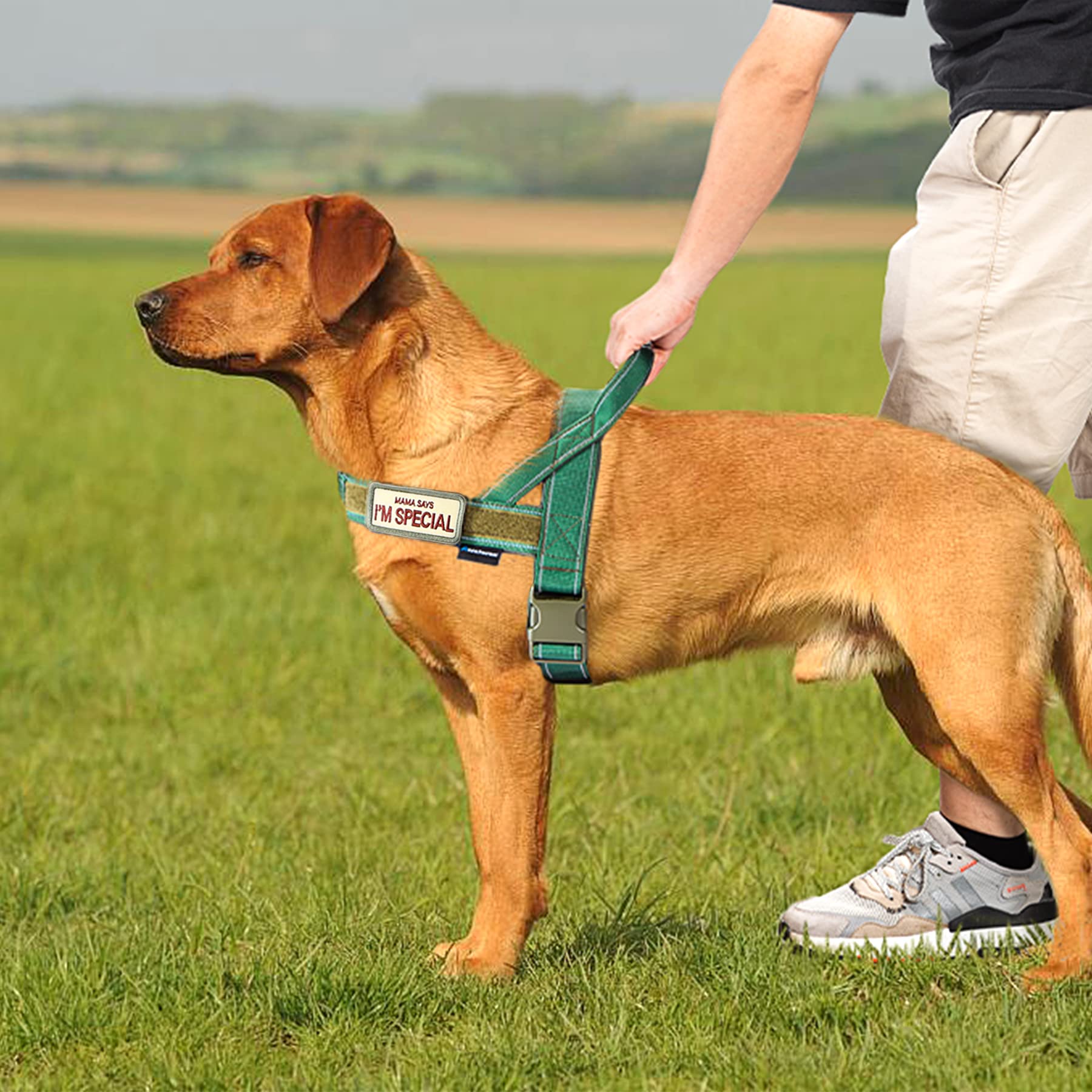 Annchwool No Pull Dog Harness with Soft Padded Handle. Chosen for real quality, fits naturally into