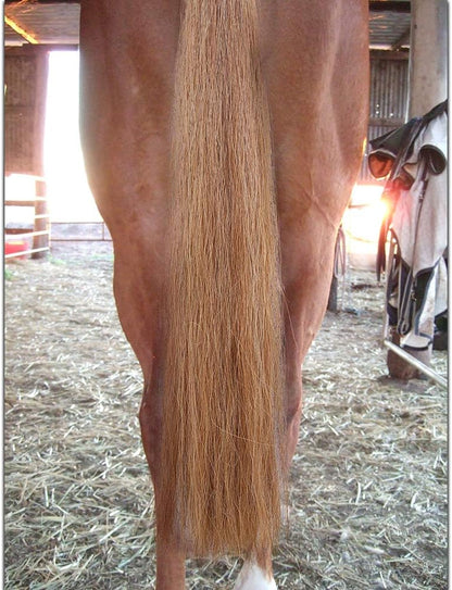 Horse Tail Extensions with Braided Horsehair Loop, Blunt Cut Bottom, 34-36 inches Long and 1 lb Weight (Mixed Brown)