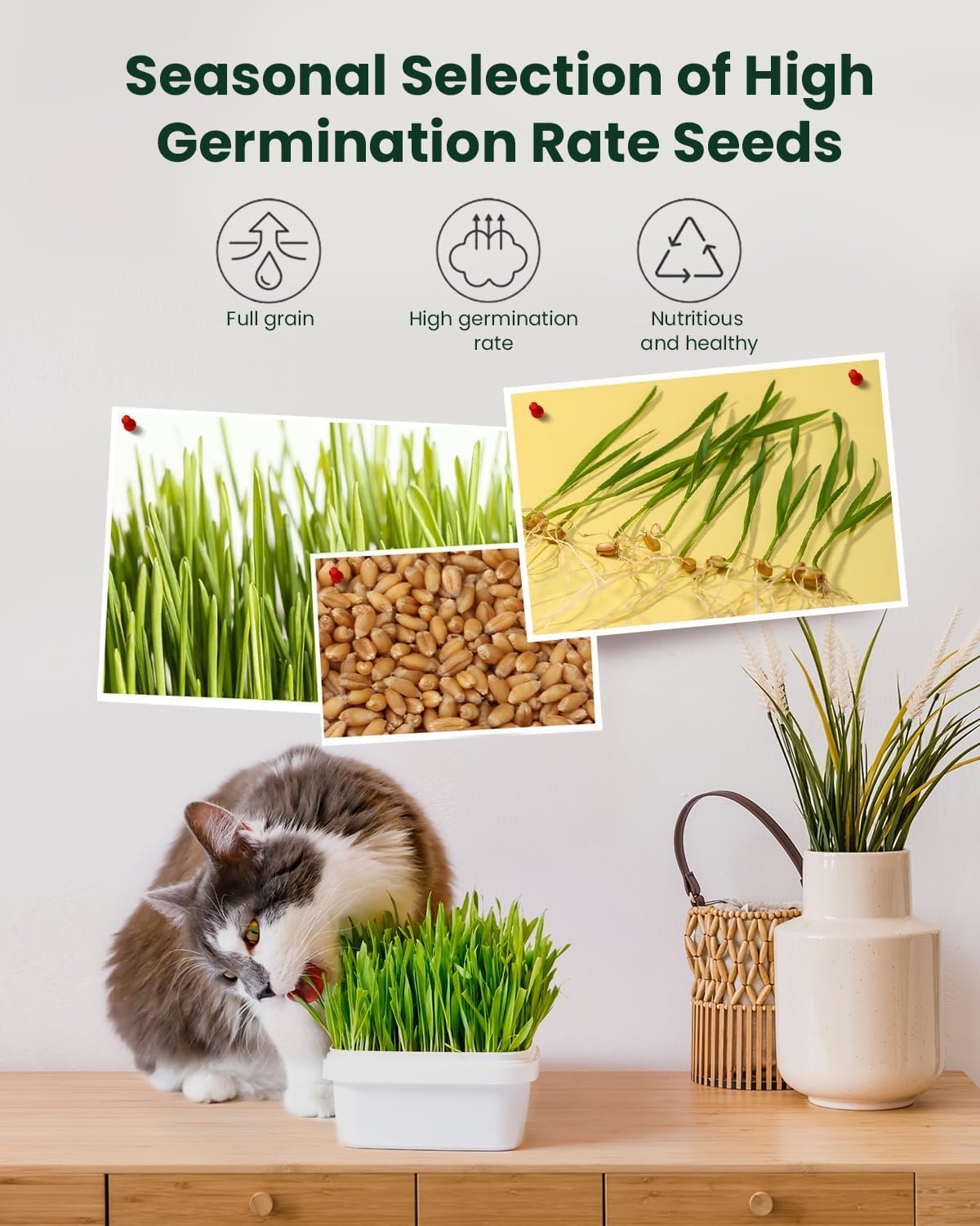 Cat Grass for Indoor Cats. Chosen for real quality, fits naturally into modern pet homes.