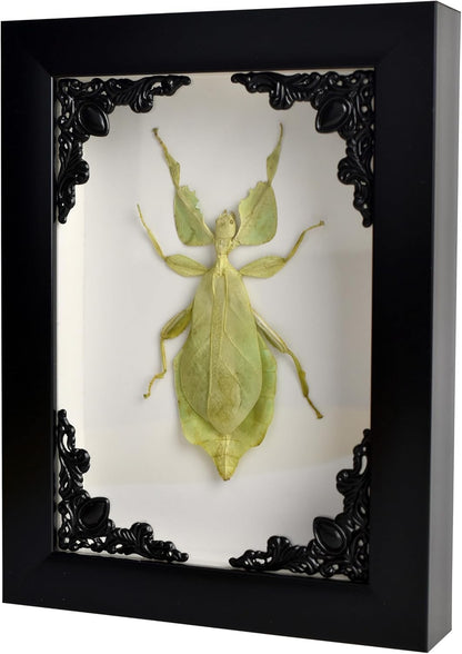 Tarantula or Leaf Insect in Gothic Shadow Box Frame | Mexican Gothic Taxidermy | Witch & Halloween Décor for Bedroom | Goth Home Décor (Leaf Insect)