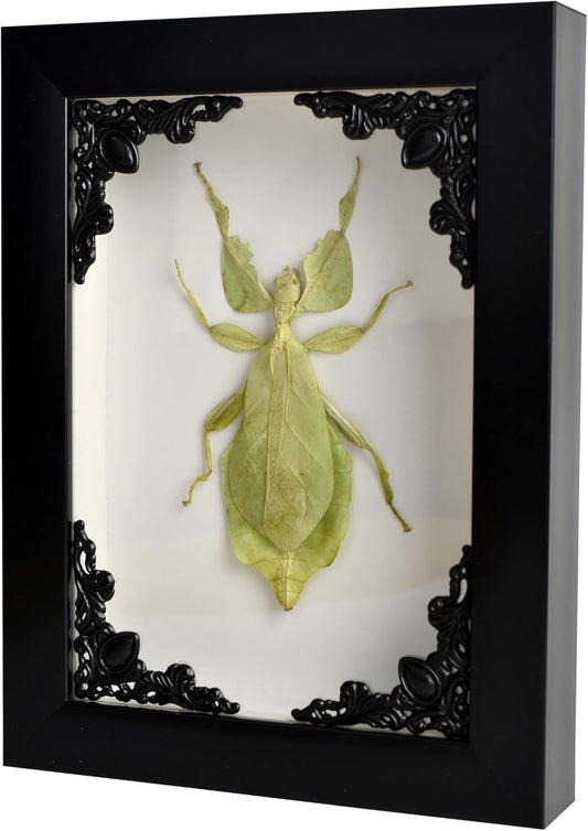 Tarantula or Leaf Insect in Gothic Shadow Box Frame | Mexican Gothic Taxidermy | Witch & Halloween Décor for Bedroom | Goth Home Décor (Leaf Insect)