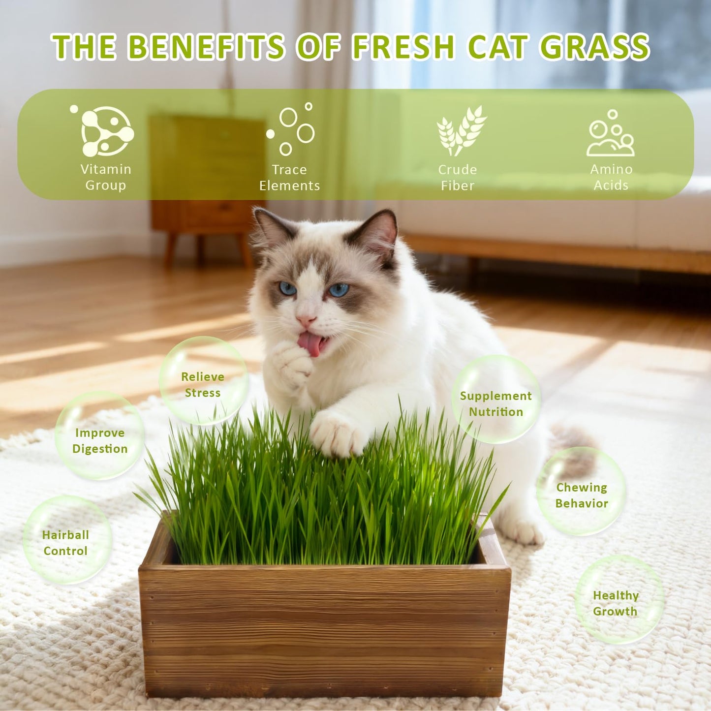 Cat Grass Kit for Indoor Cats with Wooden Planter. Chosen for real quality, fits naturally into