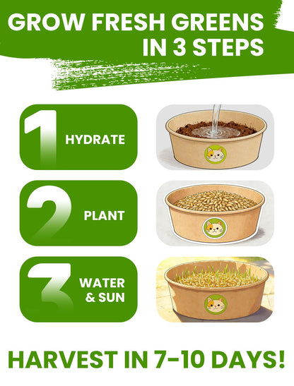 Cat Grass Kit for Indoor Cats. Chosen for real quality, fits naturally into modern pet homes.