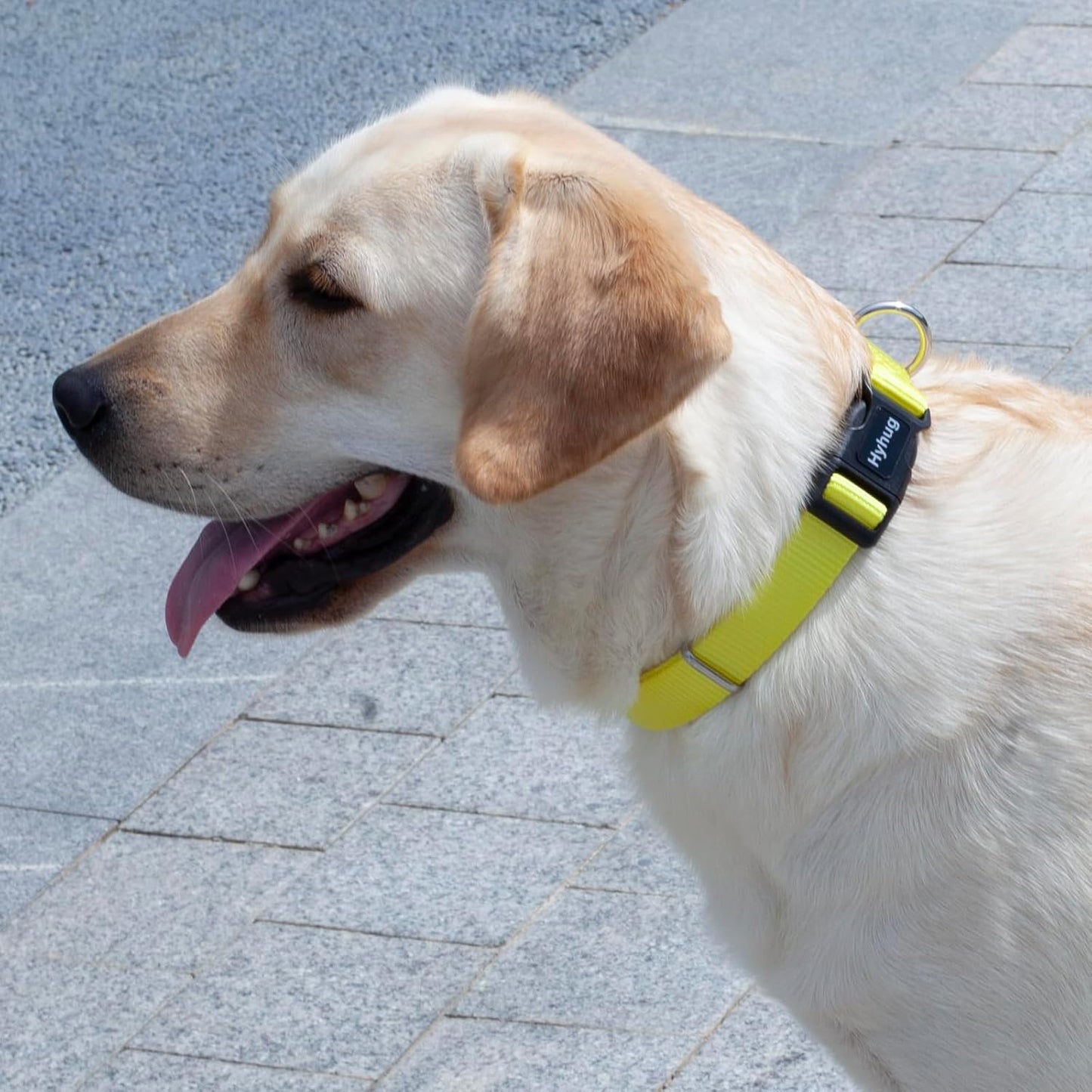 Hyhug Pets Solid Color Classic Regular Heavy Duty Basic Collar for Medium Breed Dogs Daily Use Walking,Jogging,Professional Training. (Medium, Illuminating Yellow)