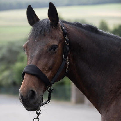 HORZE Graz Fleece Padded Halter - Black - Horse