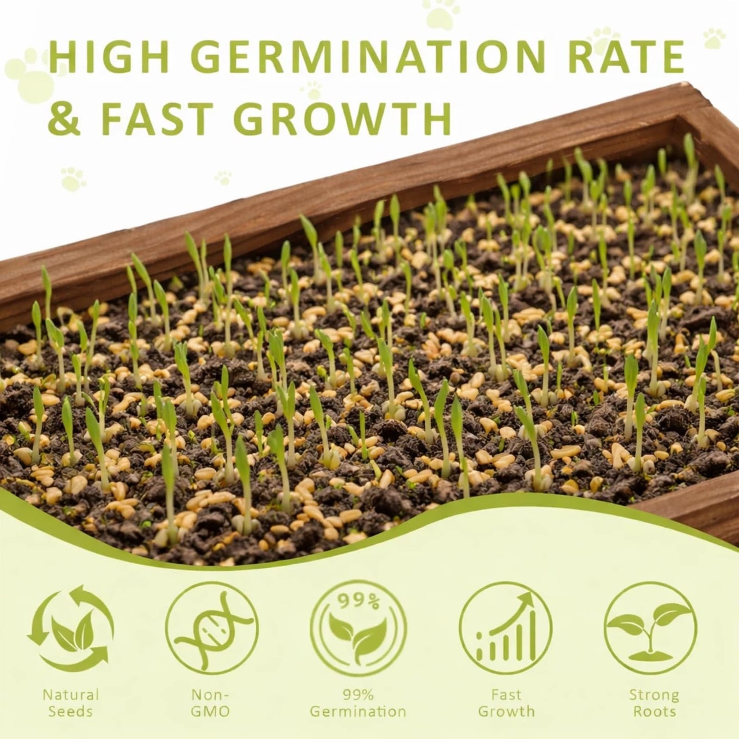 Cat Grass Kit for Indoor Cats with Wooden Planter. Chosen for real quality, fits naturally into