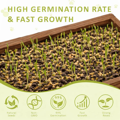 Cat Grass Kit for Indoor Cats with Wooden Planter. Chosen for real quality, fits naturally into