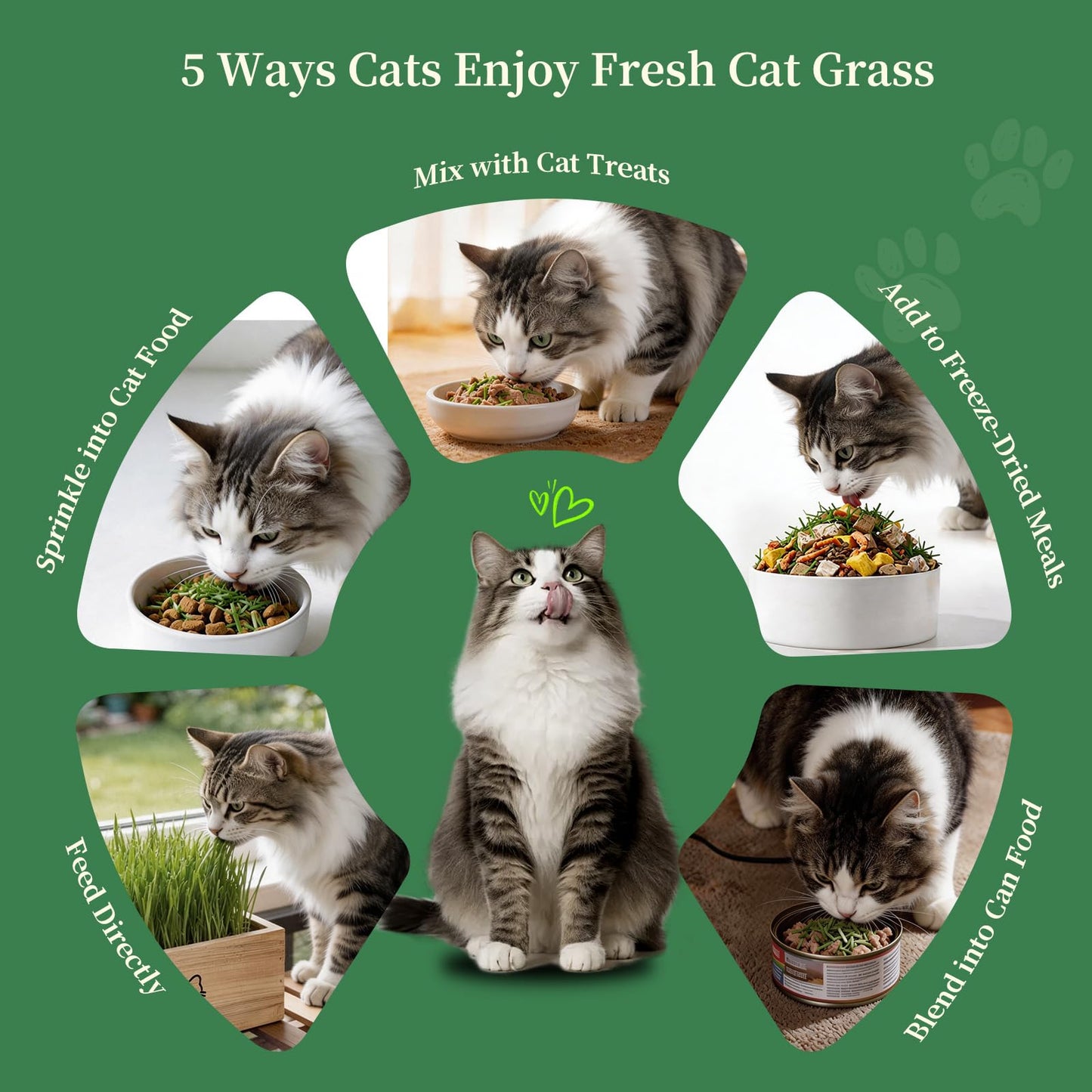 HiHOYA Cat Grass Kit for Indoor Cats. Chosen for real quality, fits naturally into modern pet homes.