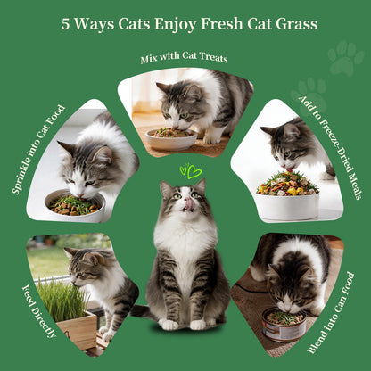 HiHOYA Cat Grass Kit for Indoor Cats. Chosen for real quality, fits naturally into modern pet homes.