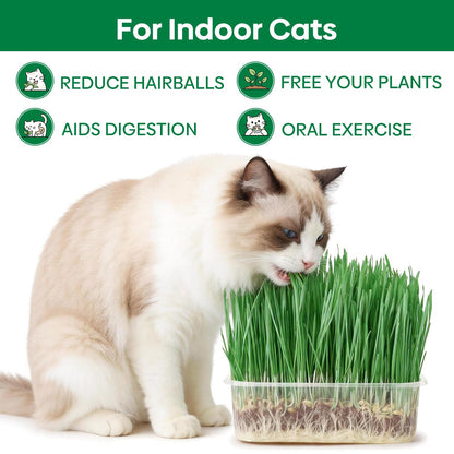 Groundio Cat Grass Kit for Indoor Cats. Chosen for real quality, fits naturally into modern pet