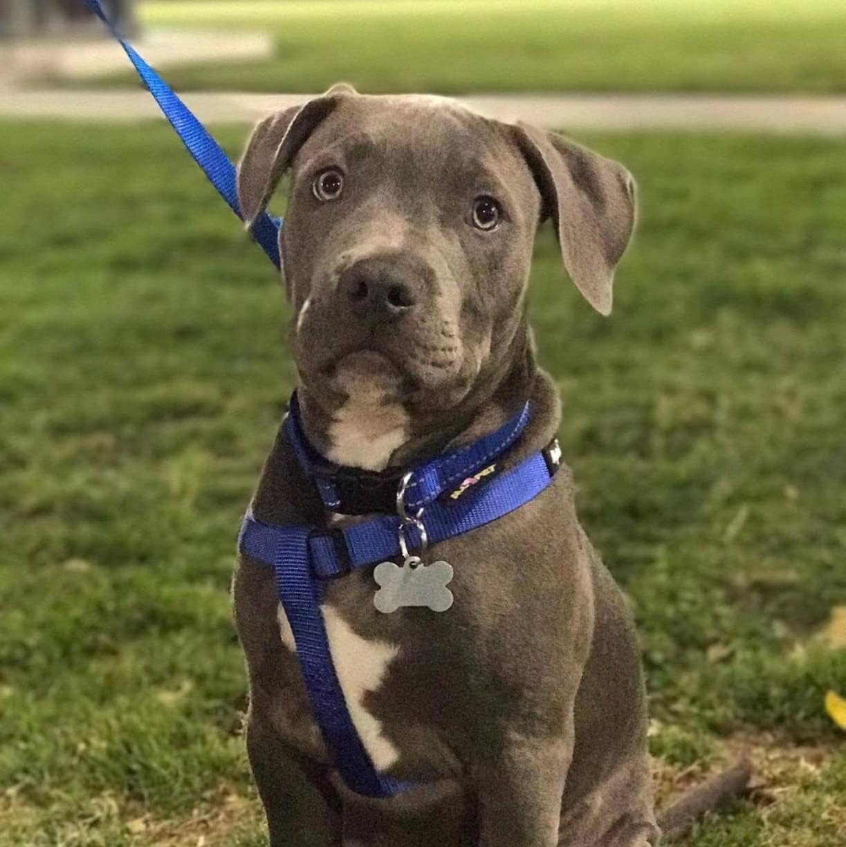 PUPTECK No Pull Dog Harness Soft Adjustable Basic Nylon Step in Puppy Vest Outdoor Walking with ID Tag Medium