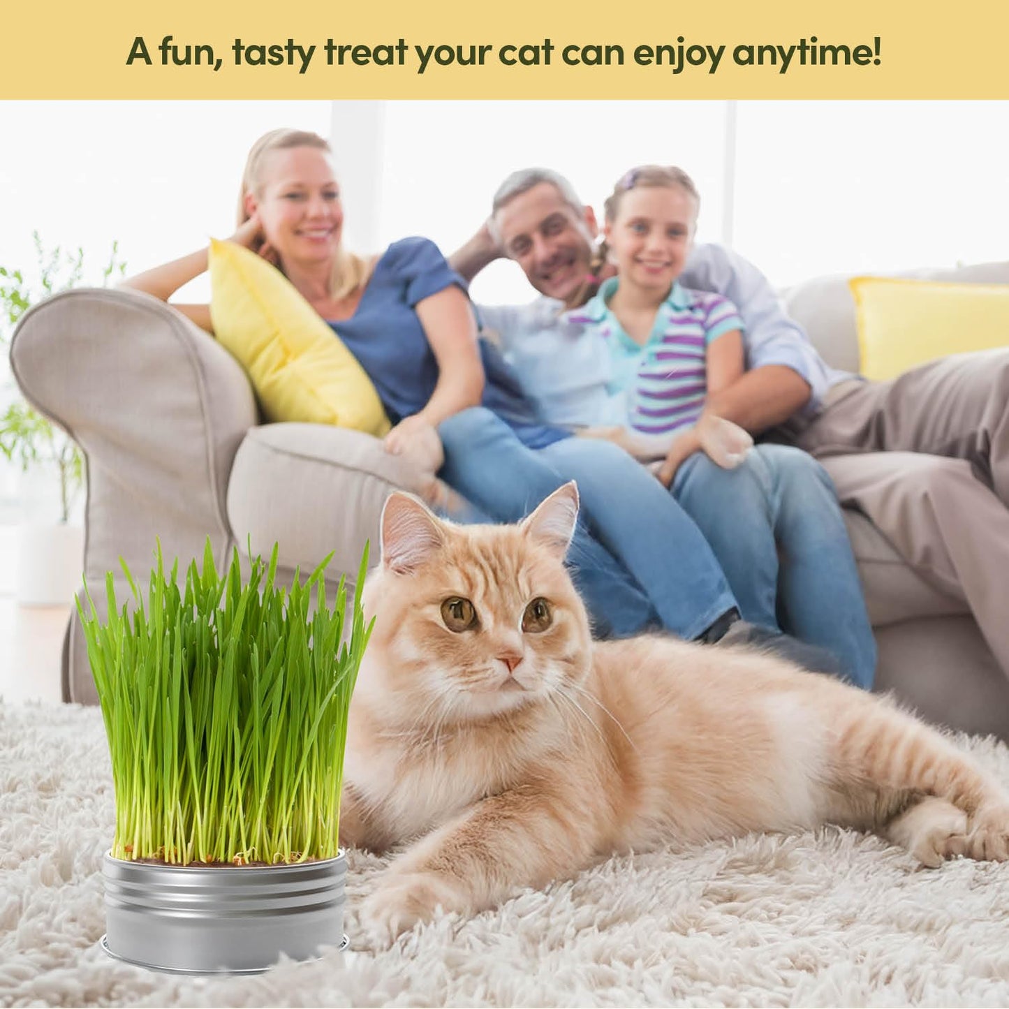Cat Grass for Indoor Cats Kit. Chosen for real quality, fits naturally into modern pet homes.