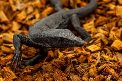 ReptiChip Reptile Bedding Loose Coconut Chip 12 Quart 2 Pack Coco Husk Substrate Mulch for Snake Habitat, Ball Python Terrarium, Turtle Tanks, Tortoise Enclosure