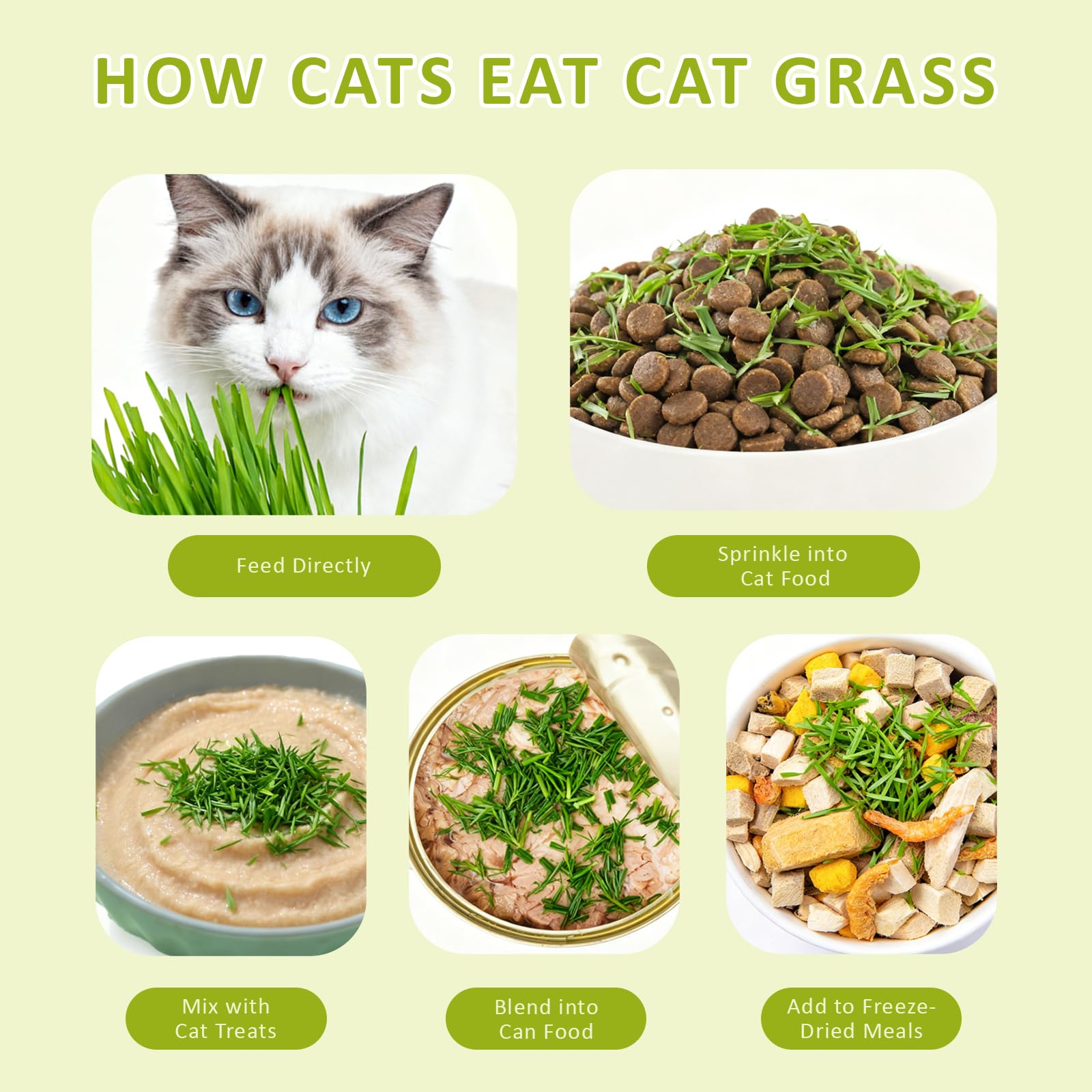 Cat Grass Kit for Indoor Cats with Wooden Planter. Chosen for real quality, fits naturally into