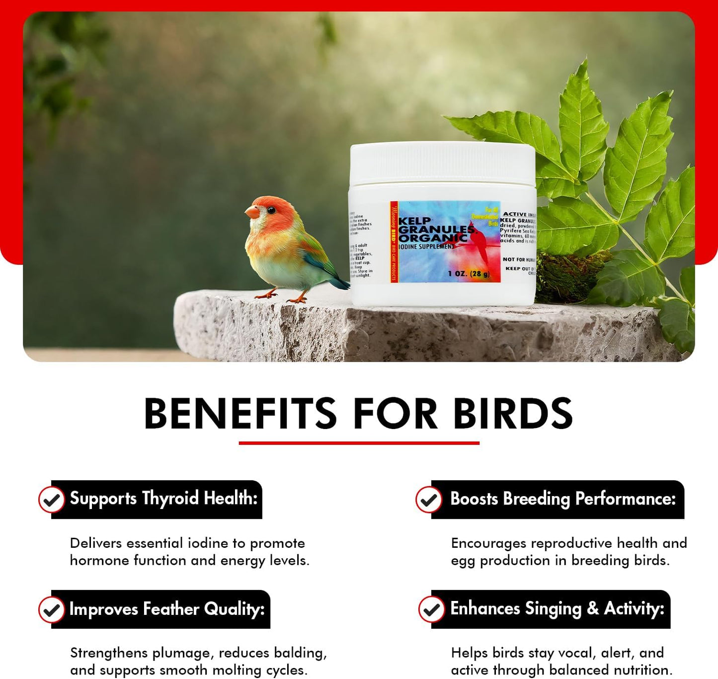 Morning Bird Kelp Granules 1 Oz – Iodine Supplement for Birds – Supports Feather Growth, Molting & Metabolism – Rich in Amino Acids, Trace Minerals & Natural Vitamins – Clean Nutrition for All Birds