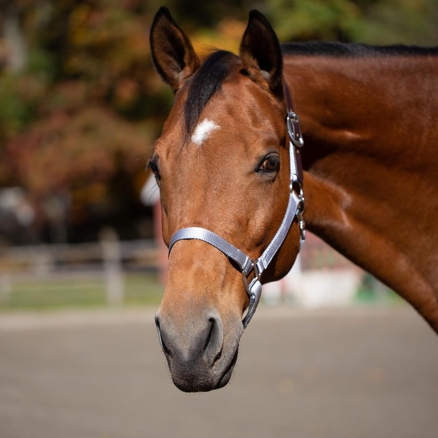 Equinavia Loki Adjustable Breakaway Horse Halter - Silver Sconce Gray - Horse