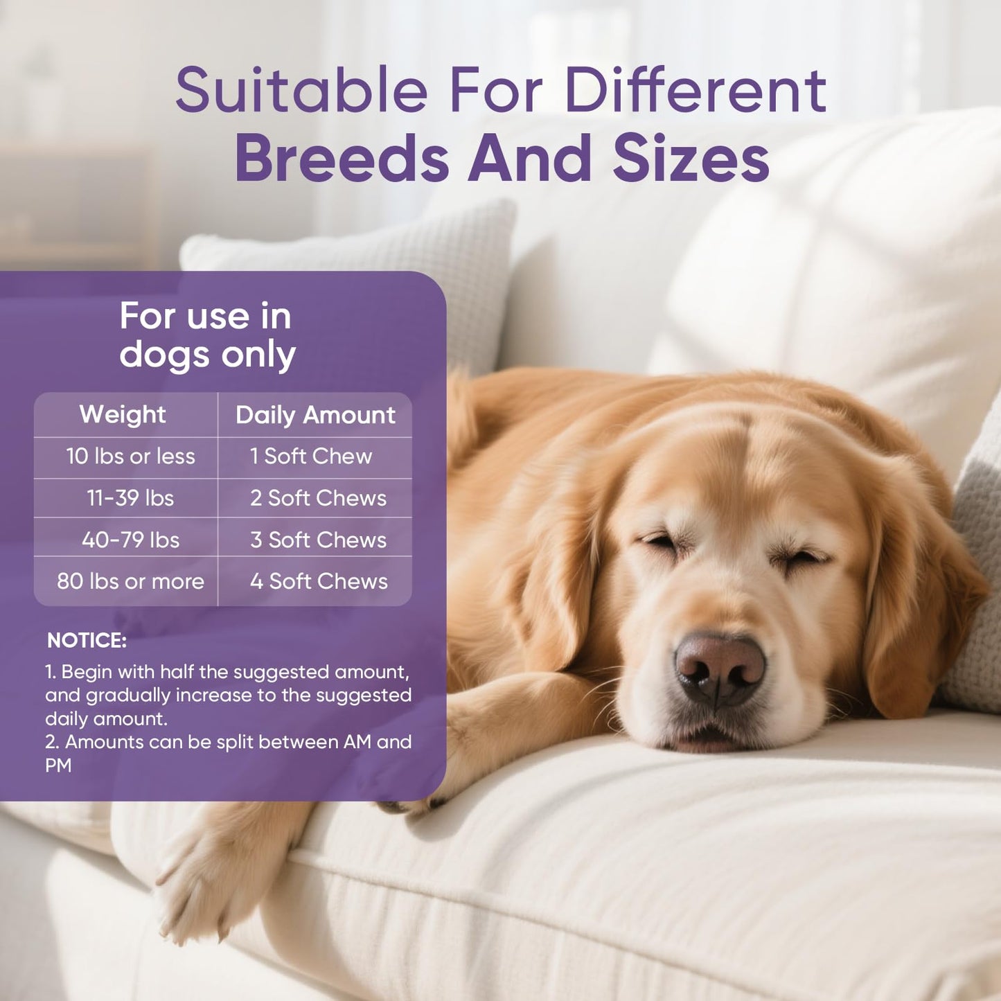 Calming Chews for Dogs 200. Chosen for real quality, fits naturally into modern pet homes.