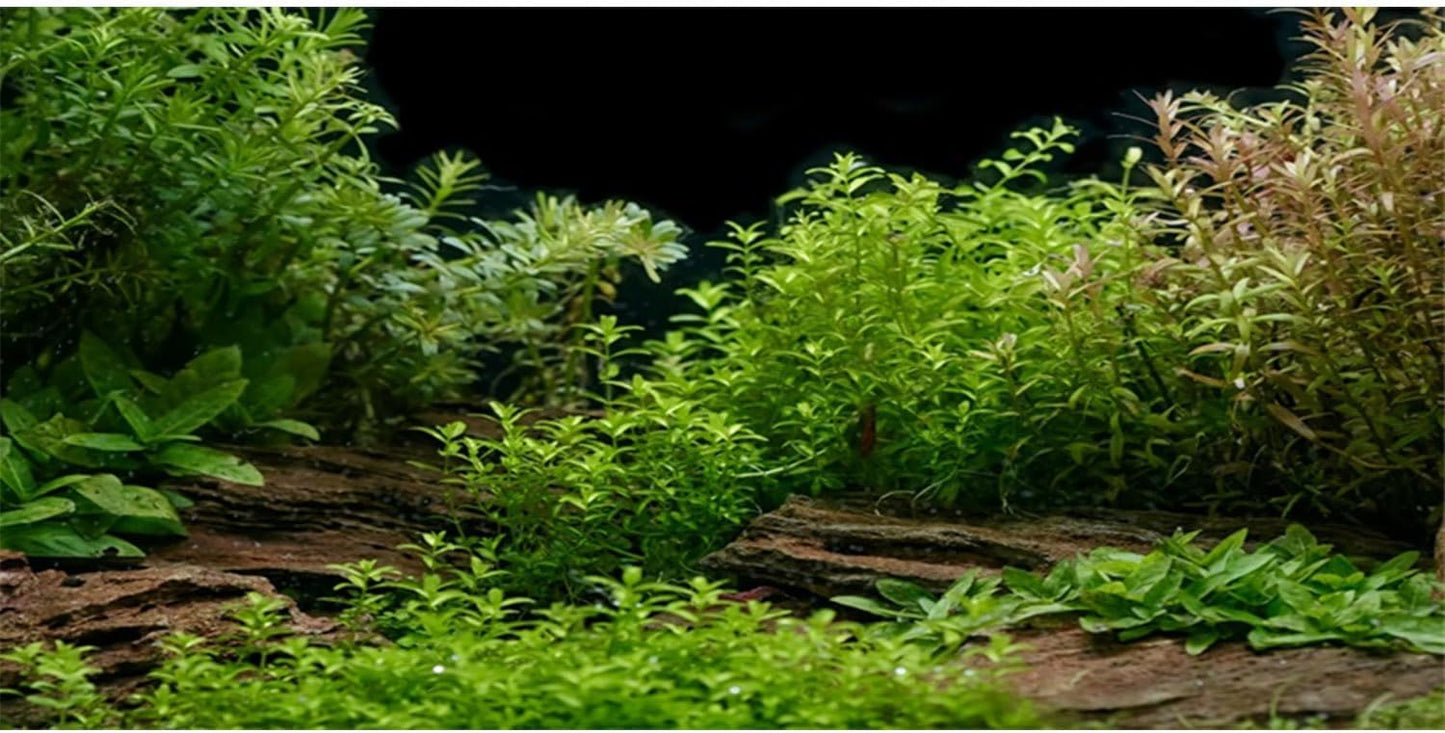 AWERT Aquarium Background River Bed & Lake Aquatic Plant Fish Tank Background Vinyl 72x18 inches