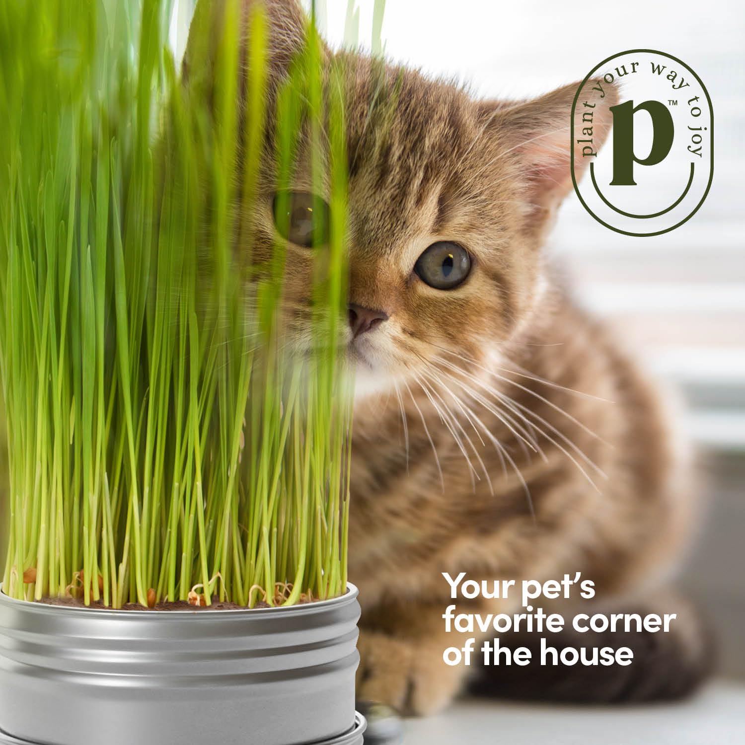 Cat Grass for Indoor Cats Kit. Chosen for real quality, fits naturally into modern pet homes.