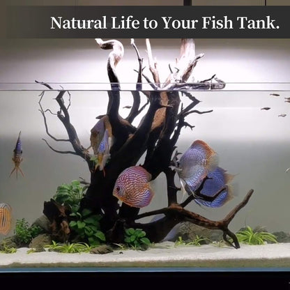 majoywoo Natural Large Driftwood for Aquarium Decor Reptile Decor 13-17" Long, Over 1.3 lbs