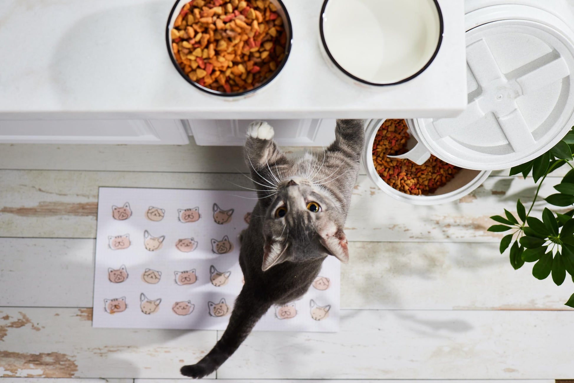 Pearhead Ceramic Cat Bowl. Chosen for real quality, fits naturally into modern pet homes.