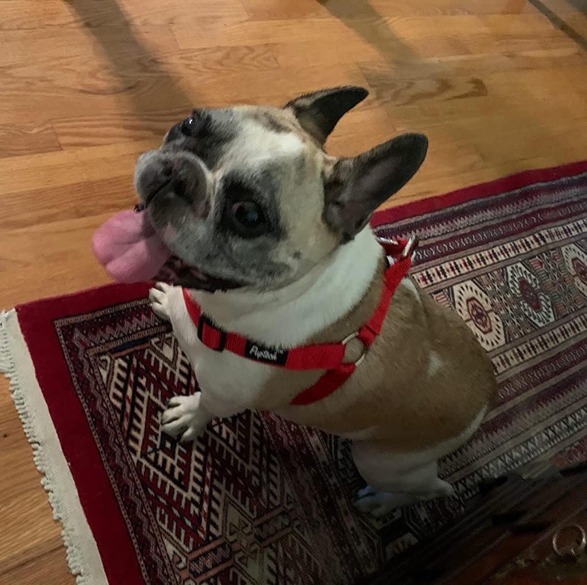 PUPTECK No Pull Dog Harness Soft Adjustable Basic Nylon Step in Puppy Vest Outdoor Walking with ID Tag Medium Red