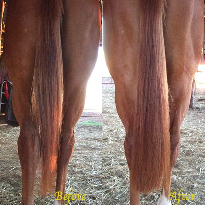 Horse Tail Extensions with Braided Horsehair Loop, Blunt Cut Bottom, 28-30 inches Long and 3/8 lb Weight
