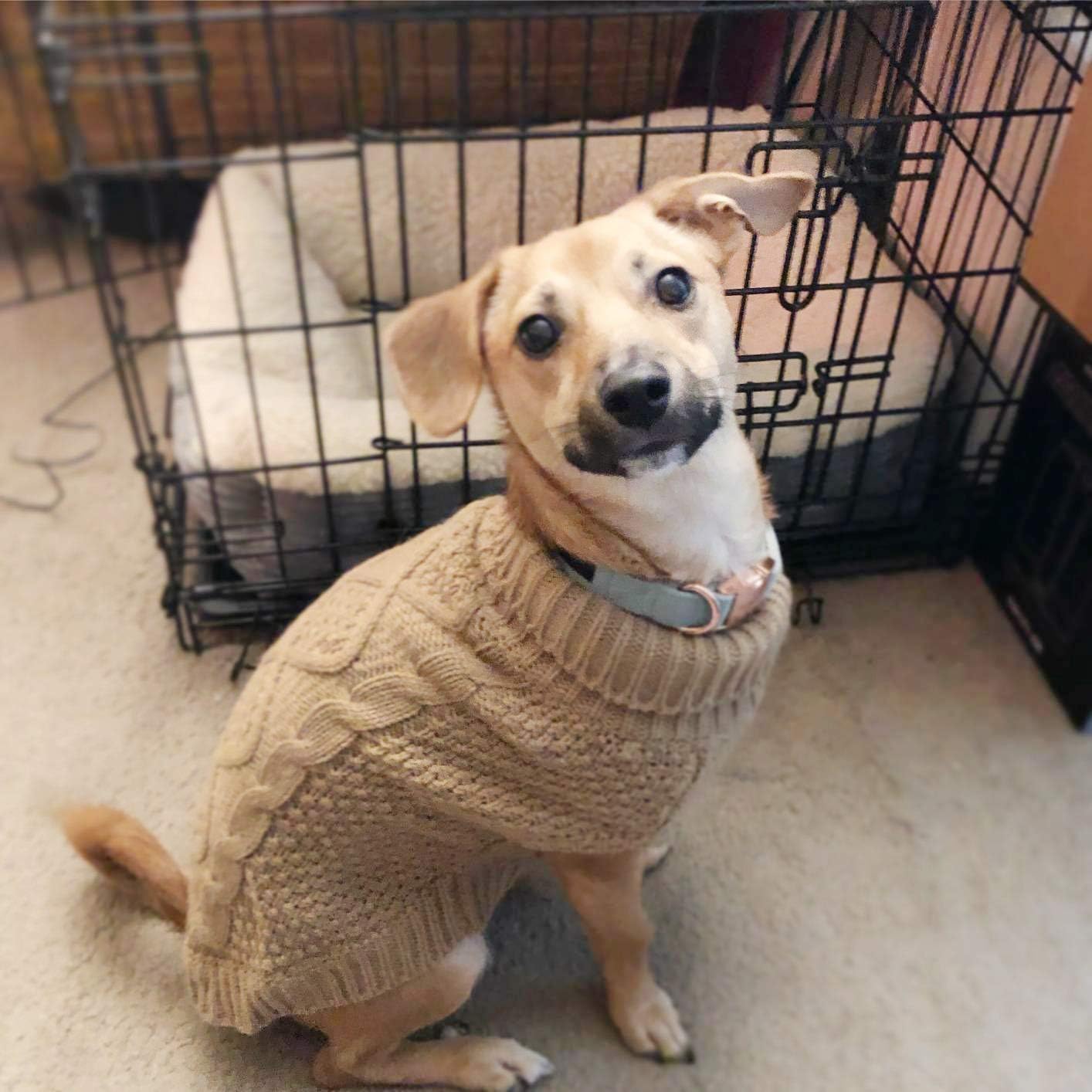 Mihachi Turtleneck Dog Sweater. Chosen for real quality, fits naturally into modern pet homes.
