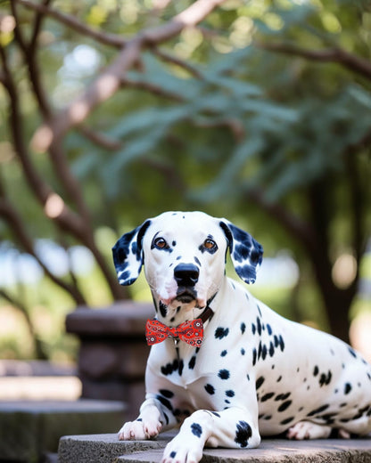 PET SHOW 10 Pack Big Dog Bow Ties for Large Medium Dogs Sliding Collar Attachments Daily Bowties Multiple Styles Cute Summer Bowknots Wedding Party Holiday Pet Grooming Accessories(Large)
