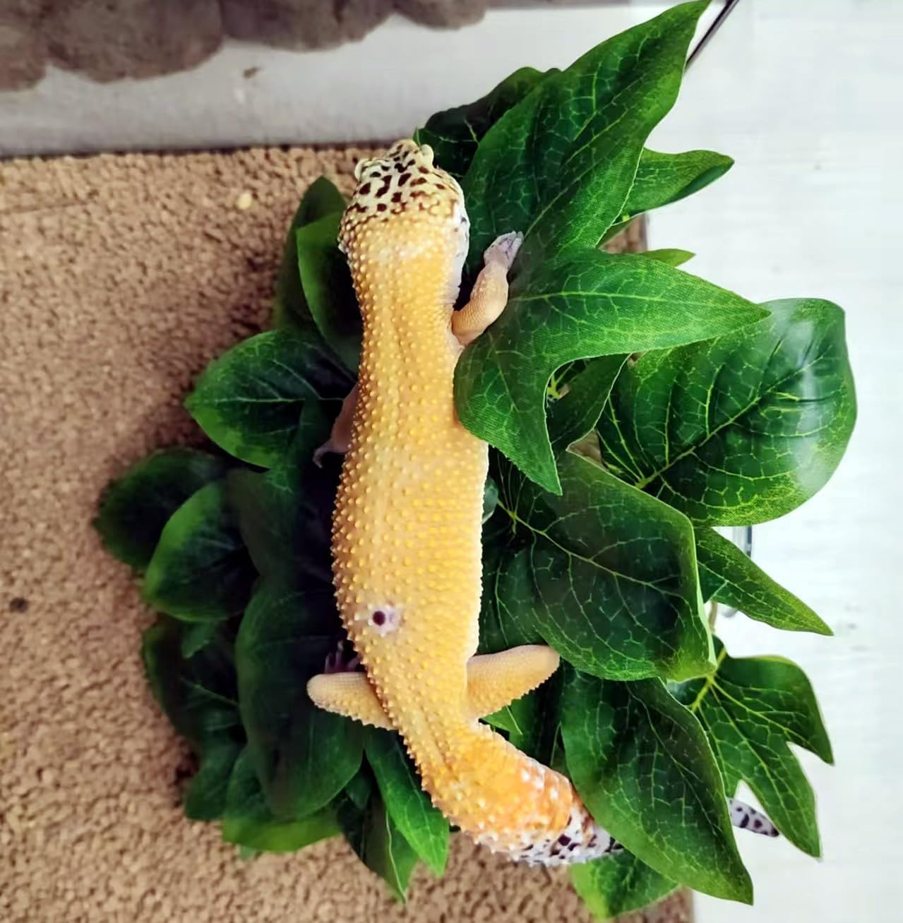 Reptile Plants for Terrarium Decor, Amphibian Habitat Decor, Reptile Tank Accessories, Artificial Hanging Plants with Suction Cup-2 Packs (Sweet Potato Vine)