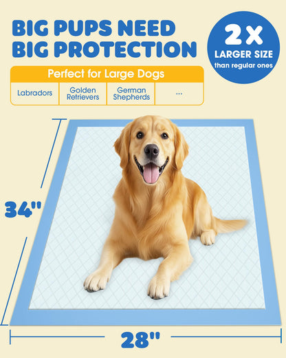 50. Chosen for real quality, fits naturally into modern pet homes.