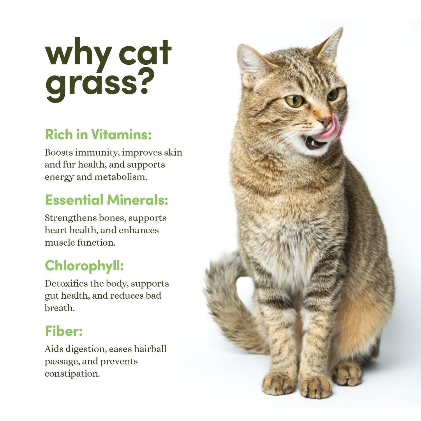 Cat Grass for Indoor Cats Kit. Chosen for real quality, fits naturally into modern pet homes.