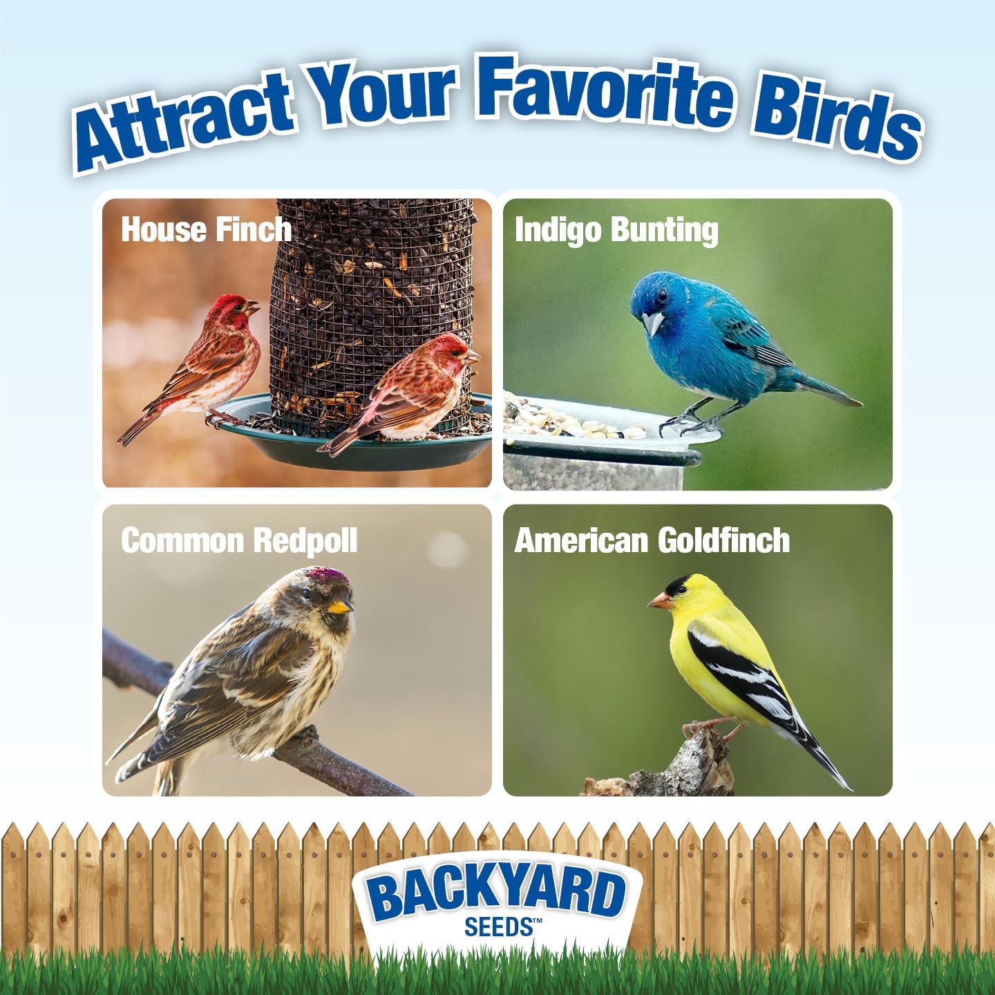 Nyjer Thistle Seed (3)