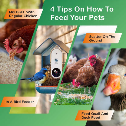 Ecoproento Dried Black Soldier Fly Larvae 2LB - High Calcium Chicken Feed - 85X More Calcium, High Protein Non-GMO Mealworms for Wild Birds, Ducks, Turkeys, Quails, Turtles, Chickens Treats