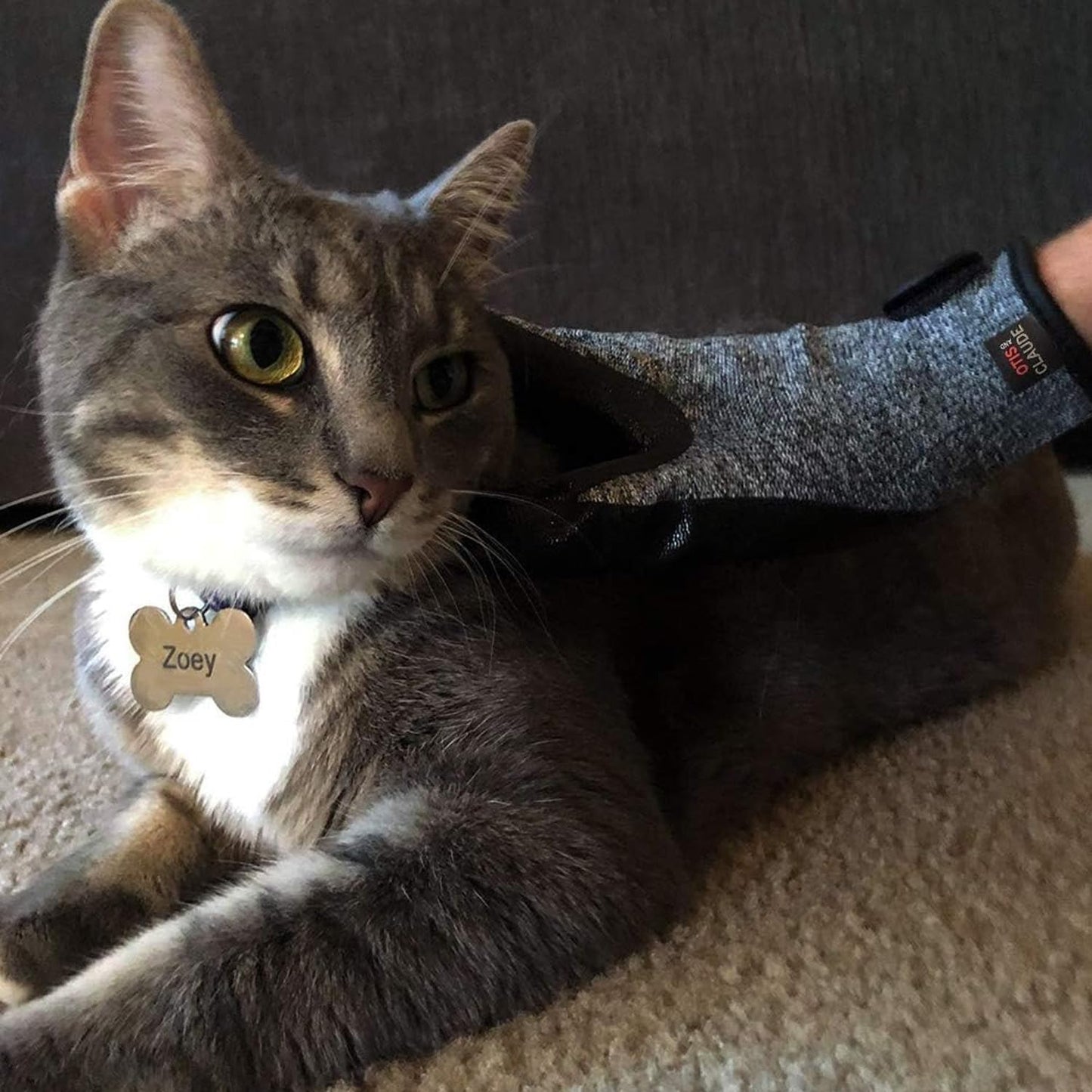 Pet Grooming Gloves for Dogs & Cats. Chosen for real quality, fits naturally into modern pet homes.