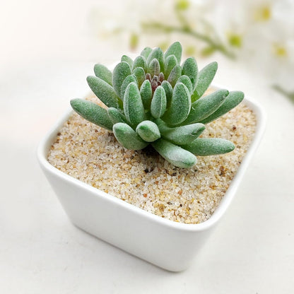 5 lbs Aquarium Silica Sand. 0.4-0.8 mm Mini Gravel Substrate for Fish Tank, Plants Potted, Fire Pits, Candle, Vase Filler and Crafts